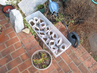 How I Love to Garden: Winter Sowing Containers