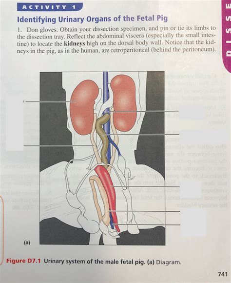 Fetal Pig Urinary System Diagram Quizlet | Hot Sex Picture