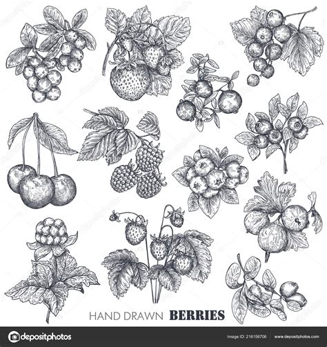 Vector Collection Of Hand Drawn Sketched Berries Isolated On White