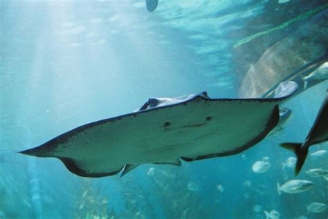 The Oceanarium At Sea Life Melbourne Aquarium Will Reopen This January