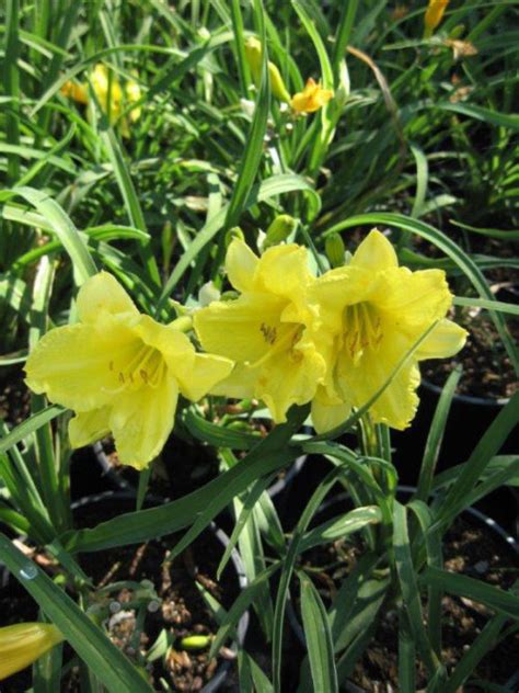 Happy Returns Daylily • Kiwi Nurseries Ltd