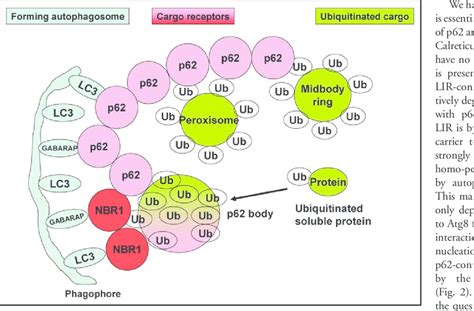 Model For Selective Autophagy Of Ubiquitinated Substrates Green With