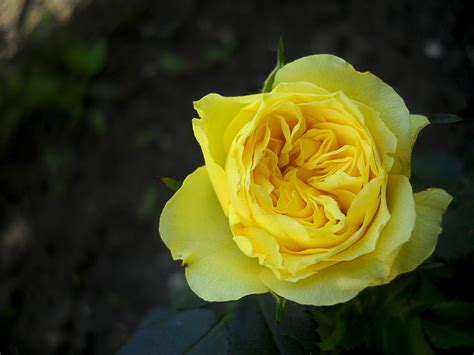 Роза :: Денис/Алина Крылов(а) – Социальная сеть ФотоКто