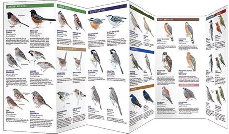 Backyard Birds Of Western North America A Folding Pocket Guide To