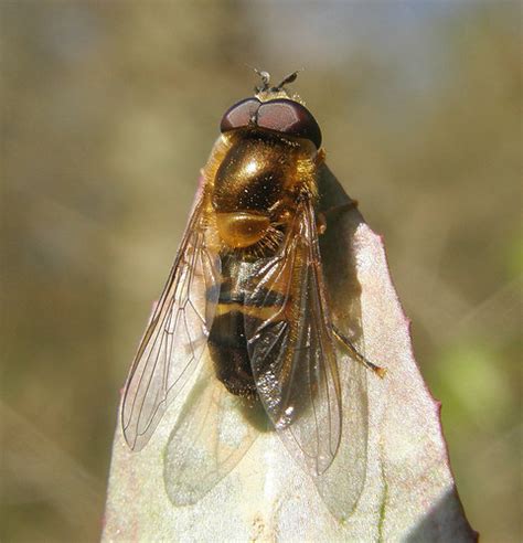 Epistrophe Eligans Male Ryton Wood Warwickshire 2010a Flickr