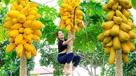 Harvesting Papaya Mutant Goes To The Market Sell Make Papaya Salad