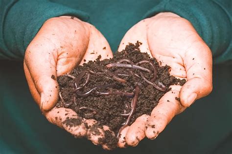 Vermicompost VS Compost What Are The Differences Franco