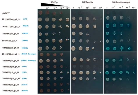 Ijms Free Full Text Identification Classification And Functional