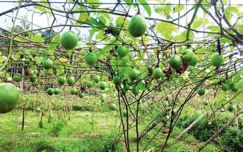 Best Passion Fruit Fertilizer To Increase Yield Safi Sarvi Organic