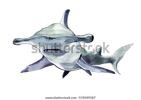 Watercolor Hammerhead Shark Illustration Isolated On Stock Illustration