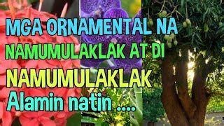 mga halamang ornamental na namumulaklak   namumulaklak