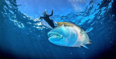 great-barrier-reef-fish - Great Barrier Reef Cruise