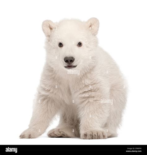 Polar Bear Cub Ursus Maritimus Months Old Portrait Against White