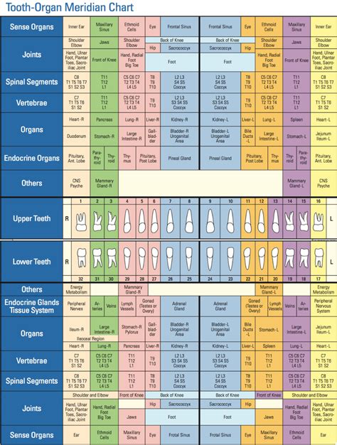 Eric Davis Dental Interactive Meridian Tooth Body Chart Holistic