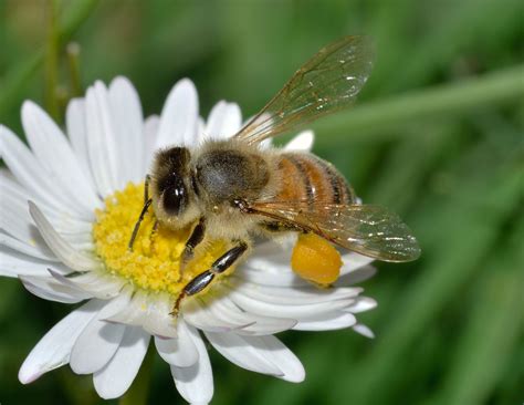 Poze : natură, plantă, luncă, floare, petală, animale sălbatice, polen