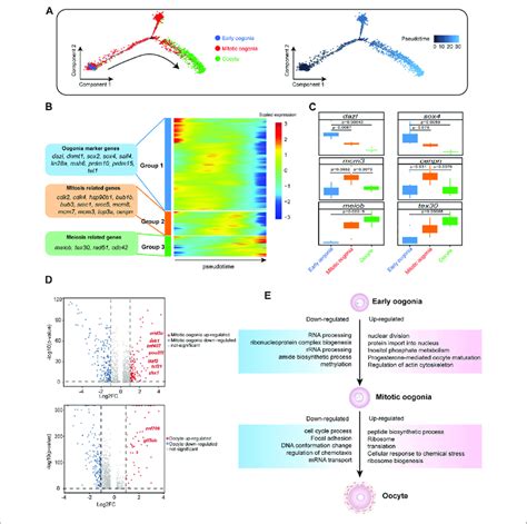 Gene Expression Dynamics And Transcriptional Characteristics Of