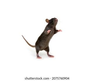 Rat Standing On Hind Legs Isolated Stock Photo 2075760904 Shutterstock