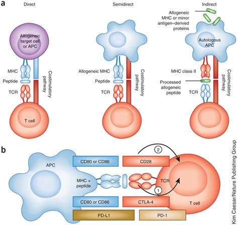 Increased Expression Of Cd80 And Cd86 In In Vitro Infected Cd3 Cells