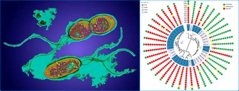 Laboratory of Microbial Genomics | CIBIO - Centre for integrative biology