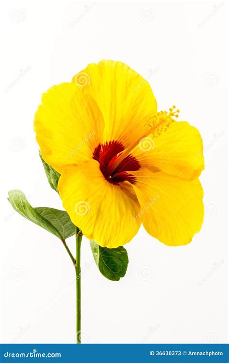 Yellow Hibiscus Flower Stock Image Image Of Beauty 36630373