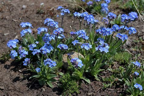 Myosotis alpestris (Alpine Forget-me-not) - The Alpine Flora of Zermatt ...