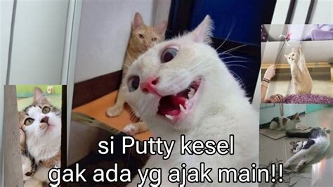 Si Putty Kesel Gak Di Ajak Main Cat Kucing Youtube