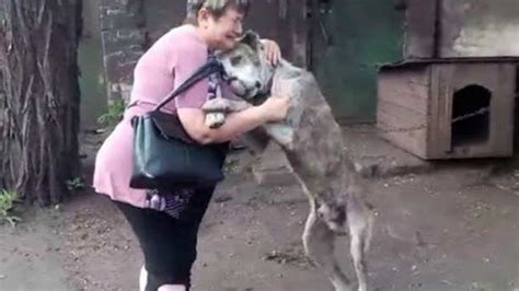 Animals Reunited With Owners After Years Youtube