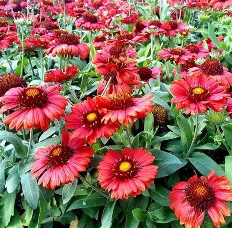 Gaillardia Aristata Mesa Red Plantship