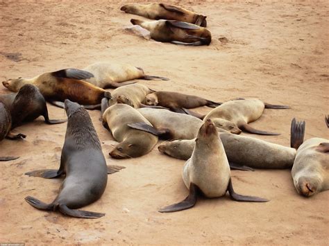 Cape Cross Seal Reserve – Babak Fakhamzadeh