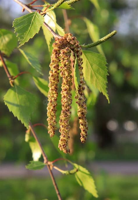 Spring Catkins Of Pussy Willow Close Up Stock Photo Image Of Blossoming Background