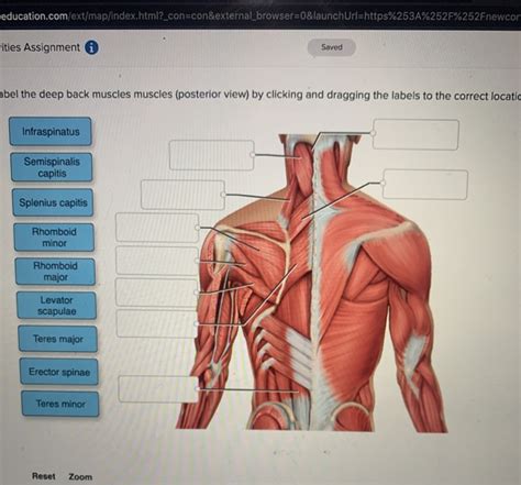 Label The Muscles Of The Deep Gluteal Region Chegg