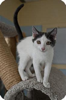 East Norriton PA Domestic Shorthair Meet Chevy A Cat For Adoption