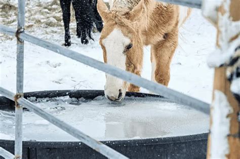 Best Water Troughs For Horses - Ultimate Guide