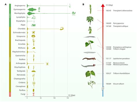 New Caledonian Fern Species Has Largest Genome Of Any Living Organism