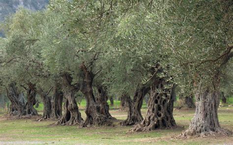 Olive Trees Photo From Parorio In Laconia