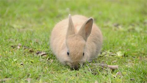 Cute Babe Bunny Rabbit Eating Stock Footage Video 100 Royalty Free 4045834 Shutterstock