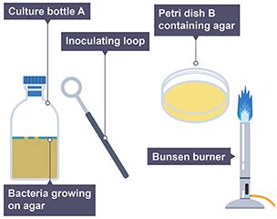 Aseptic Technique Aseptic Techniques CCEA GCSE Biology Single