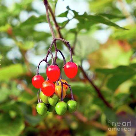 Bittersweet Berries Photograph by Hugh McKean