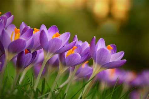 flowers blossoms plants crocus  stock photo public domain pictures