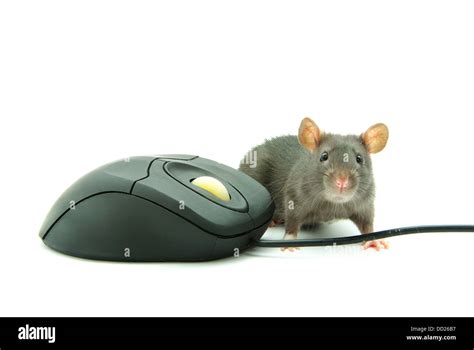 Domestic Black Mouse Hi Res Stock Photography And Images Alamy