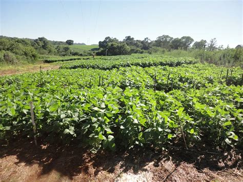 Controle De Plantas Daninhas Em Soja Revista Cultivar