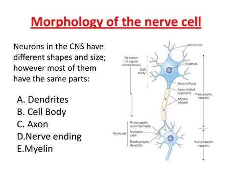 SOLUTION: L1 physiology of nerve fiber - Studypool