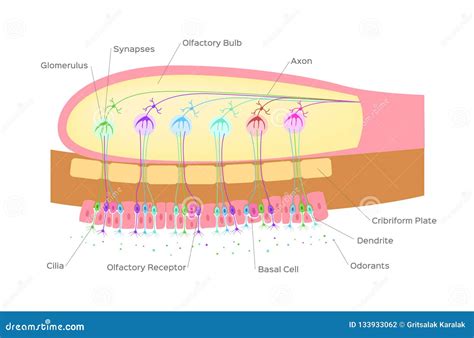 Olfactory Bulb Stock Image | CartoonDealer.com #121326253