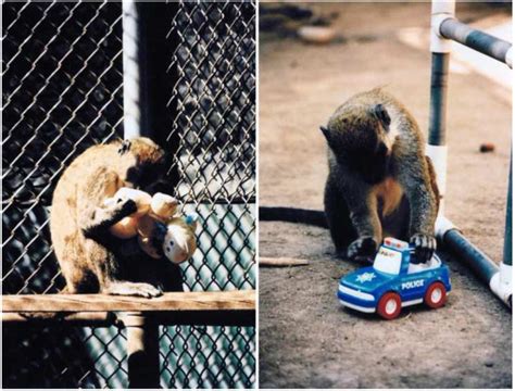 Sex Related Variation In Human Behavior And The Brain PMC