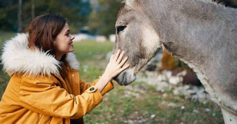 Donkey Habits - AnimalBehaviorCorner