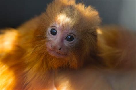 Golden Lion Tamarin Babies Are A Boon For Conservation Zooborns