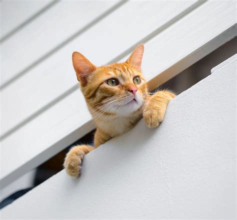 Поксвирус кошек - коровья оспа: признаки, симптомы, фото, лечение
