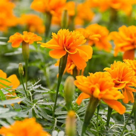 African Crackerjack Marigold Theurbanharvest