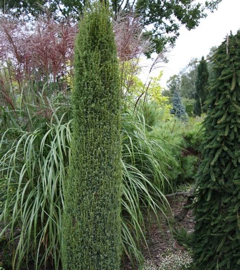 Можжевельник обыкновенный Суецика Juniperus communis Suecica | Питомник ...