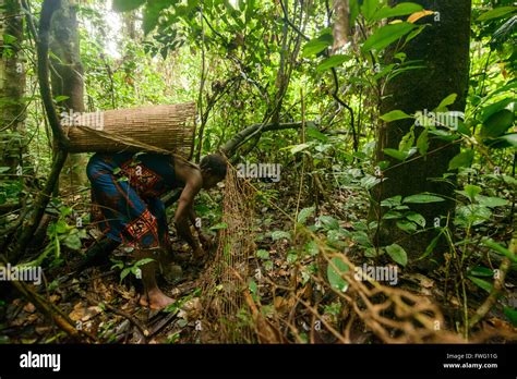 Bayaka Pygmies In The Equatorial Rainforest Central African Republic